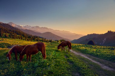 Dağ otlağındaki vahşi atların güzel manzarası ve Almaty, Kazakistan 'da günbatımında sarı çiçekler eşliğinde orman manzarası.