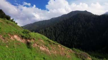 Dağların güzel hava aracı manzarası ve Kazakistan, Almaty 'deki yeşil ladin orman manzarası.