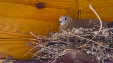 Semerkant, Özbekistan 'daki yazlığın çatısındaki yuvada oturan büyük kumru.