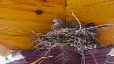 Semerkant, Özbekistan 'daki yazlığın çatısındaki yuvada oturan büyük kumru.