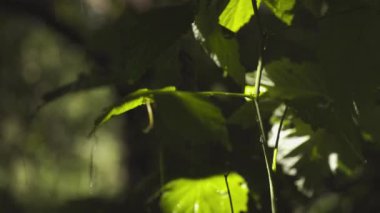 Ormanda sağanak yağış, bahçede yeşil yapraklara yakın çekim yavaş çekimde yağmur..