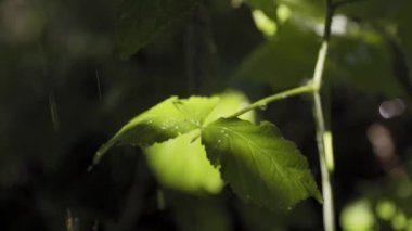 Ormanda sağanak yağış, bahçede yeşil yapraklara yakın çekim yavaş çekimde yağmur..