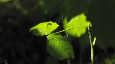 Ormanda sağanak yağış, bahçede yeşil yapraklara yakın çekim yavaş çekimde yağmur..