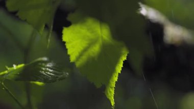 Ormanda sağanak yağış, bahçede yeşil yapraklara yakın çekim yavaş çekimde yağmur..