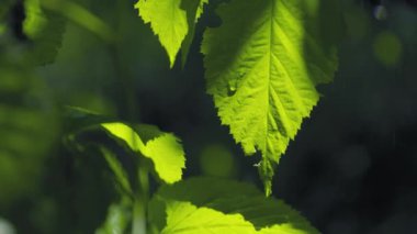 Ormanda sağanak yağış, bahçede yeşil yapraklara yakın çekim yavaş çekimde yağmur..