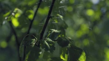 Ormanda sağanak yağış, bahçede yeşil yapraklara yakın çekim yavaş çekimde yağmur..