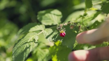 Bahçıvan adamın eli evin bahçesinden kırmızı ahududu topluyor. Tarım eko tarım kavramı.