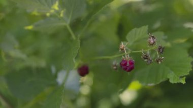 Bahçıvan adamın eli evin bahçesinden kırmızı ahududu topluyor. Tarım eko tarım kavramı.