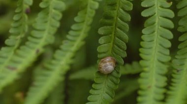 Fern 'deki küçük salyangoz ormandaki yaprakları yakından takip ediyor. Yeşil eğreltiotu yapraklarının doğal arka planı yaz ormanlarında.
