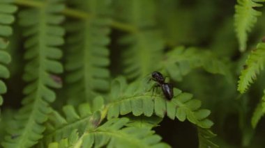 Fern 'deki küçük böcek karıncaları ormanda yaprak döker. Yeşil eğreltiotu yapraklarının doğal arka planı yaz ormanlarında.