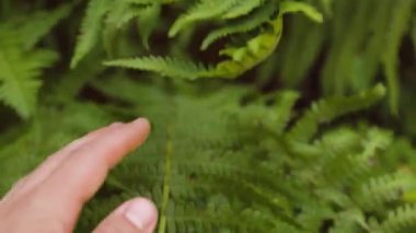Erkek el orman ormanında yeşil eğrelti otu yapraklarına hafifçe dokunur. Avuç içini güzel doğayla yavaş çekimde kapat.