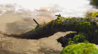 Güzel dağ nehri, Orta Asya 'daki Tien Shan geçidinde yaz yeşil ormanında akar.