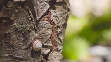 Ormanın yakınındaki ağaç gövdesine küçük salyangoz makrosu. Yaz ormanında ağaç kabuğunun doğal arka planı.