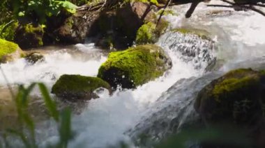 Güzel dağ nehri, Orta Asya 'daki Tien Shan geçidinde yaz yeşil ormanında akar.
