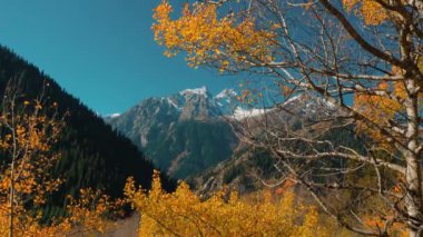 Sonbahar ormanlarının dağ manzarası. Sarı ağaçlar ve Kazakistan 'daki Issyk Gölü' nün karlı beyaz zirvesi.