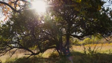 Sarı yaprakların dalları güneşe karşı sonbahar orman manzarasında parlıyor.