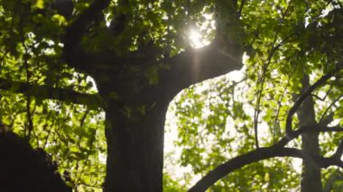 Yeşil yaprakların dalları güneşe karşı yaz bahçesinde parlıyor.