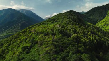 Dağların yeşil tepelerinin güzel insansız hava aracı manzarası. Ladin ormanı ve kar Almaty, Kazakistan 'da zirveye çıkıyor.