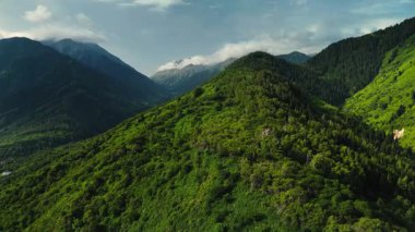 Dağların yeşil tepelerinin güzel insansız hava aracı manzarası. Ladin ormanı ve kar Almaty, Kazakistan 'da zirveye çıkıyor.