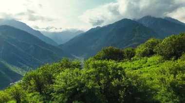 Dağların yeşil tepelerinin güzel insansız hava aracı manzarası. Ladin ormanı ve kar Almaty, Kazakistan 'da zirveye çıkıyor.