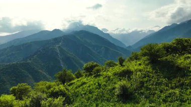 Dağların yeşil tepelerinin güzel insansız hava aracı manzarası. Ladin ormanı ve kar Almaty, Kazakistan 'da zirveye çıkıyor.