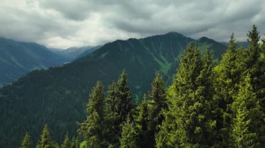Dağların yeşil tepelerinin güzel insansız hava aracı manzarası. Ladin ormanı ve kar Almaty, Kazakistan 'da zirveye çıkıyor.