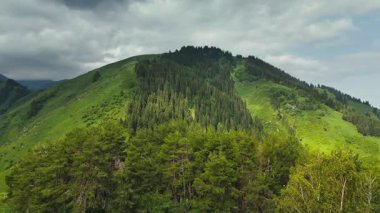 Dağların yeşil tepelerinin güzel insansız hava aracı manzarası. Ladin ormanı ve kar Almaty, Kazakistan 'da zirveye çıkıyor.