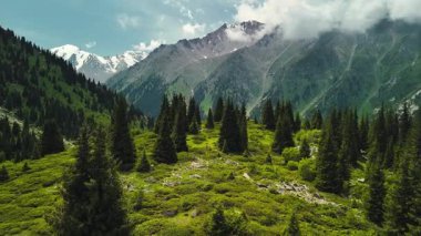 Dağların yeşil tepelerinin güzel insansız hava aracı manzarası. Ladin ormanı ve kar Almaty, Kazakistan 'da zirveye çıkıyor.