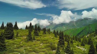 Dağların yeşil tepelerinin güzel insansız hava aracı manzarası. Ladin ormanı ve kar Almaty, Kazakistan 'da zirveye çıkıyor.