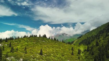 Dağların yeşil tepelerinin güzel insansız hava aracı manzarası. Ladin ormanı ve kar Almaty, Kazakistan 'da zirveye çıkıyor.