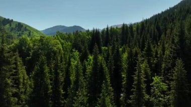 Dağların yeşil tepelerinin güzel insansız hava aracı manzarası. Ladin ormanı ve kar Almaty, Kazakistan 'da zirveye çıkıyor.