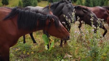 Kazakistan 'ın Almaty kentindeki kırsal vadide dağlık çayırlarda vahşi atların güzel manzarası.