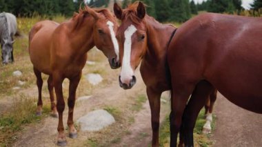 Kazakistan 'ın Almaty kentindeki kırsal vadide dağlık çayırlarda vahşi atların güzel manzarası.