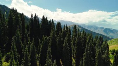 Dağların yeşil tepelerinin güzel insansız hava aracı manzarası. Ladin ormanı ve kar Almaty, Kazakistan 'da zirveye çıkıyor.