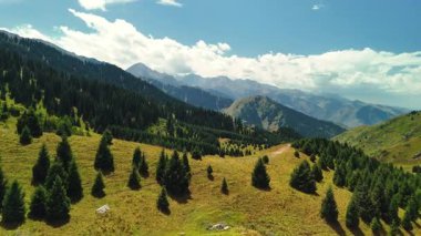 Dağların yeşil tepelerinin güzel insansız hava aracı manzarası. Ladin ormanı ve kar Almaty, Kazakistan 'da zirveye çıkıyor.
