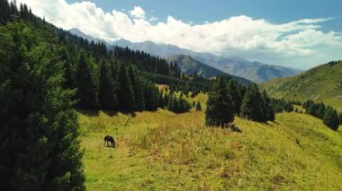 Dağların yeşil tepelerinin güzel insansız hava aracı manzarası. Ladin ormanı ve kar Almaty, Kazakistan 'da zirveye çıkıyor.