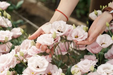 Woman hands close up touching pink pale flowers inspecting their flourishing before delivery