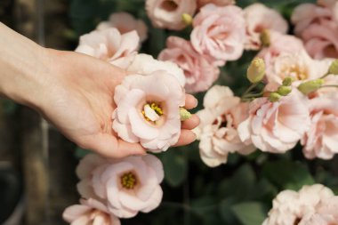 Woman hands close up touching pink pale flowers. Flower background