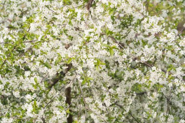 White fresh cherie tree in bloom. Botany background