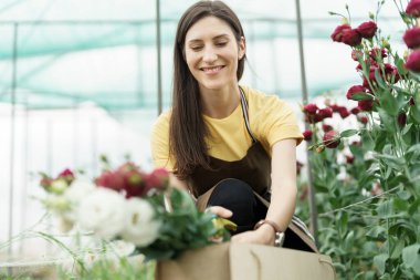 Woman florist has an order for fresh flowers. She cut a beautiful bouquet in the green house.