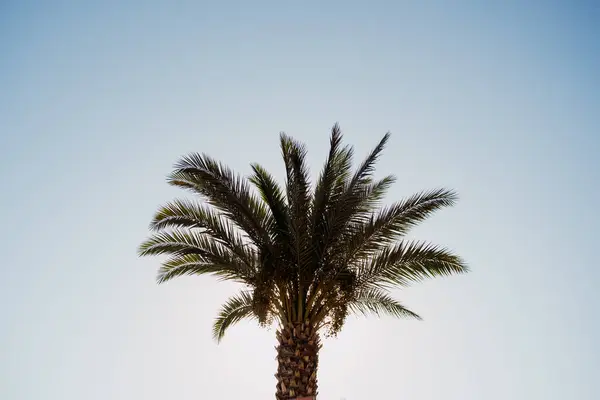 Palm Träd Siluett Står Högt Mot Klarblå Himmel Förkroppsligar Essensen — Stockfoto