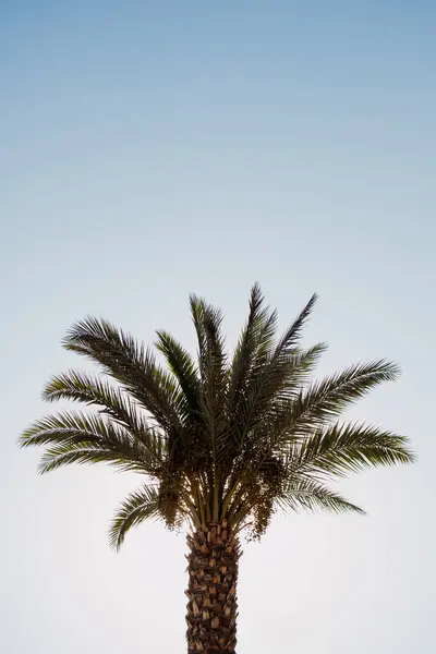 一棵棕榈树高耸入云 蓝蓝的天空映衬着平静的地中海气候 — 图库照片