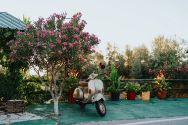 Klasik bir scooter, canlı bir çiçek açan bitki ve çalıların yanında asfaltlı bir yolda duruyor ve tuhaf bir Akdeniz havası uyandırıyor..