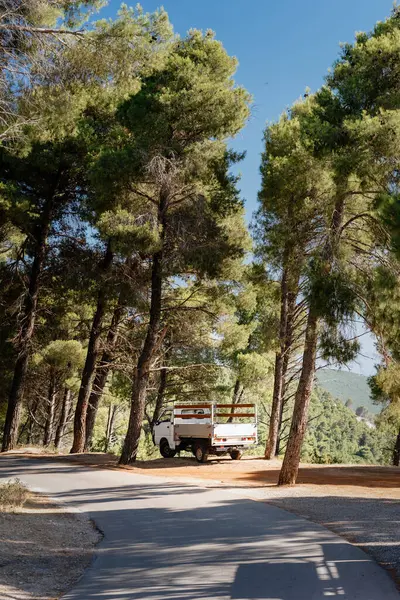 Біла Вантажівка Припаркована Вигнутій Дорозі Сонячному Сосновому Лісі Передає Відчуття Стокове Зображення