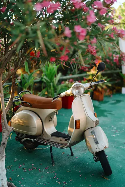 Klasik bir mobilet, bahar ve nostalji hissi veren canlı pembe çiçeklerle çevrili durur..