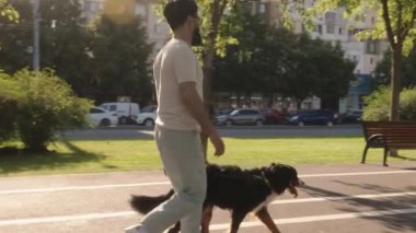 Güneşli bir yaz gününde bir adam Bernese Dağ Köpeğini şehirde gezdirir. Yeşil bir alanda asfalt bir yolda yürüyorlar..