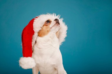 Kırmızı Noel Baba şapkalı Chihuahua köpeği mavi arka planda yukarıdan bakıyor. Noel ve Yeni Yıl evcil hayvan konsepti