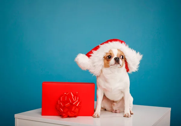 Chihuahua Hund Roter Nikolausmütze Mit Großer Roter Geschenkschachtel Auf Blauem Stockbild