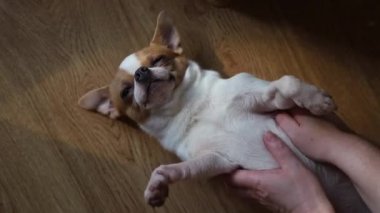 Close-up of tiny cute small dog chihuahua enjoy squint eye close with lazy tired home lying down on floor 