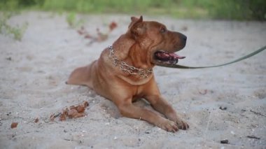 Mettis Stamfordshire Teriyeri ve Sharpei 'nin Sandy Park' ta yürürken portresi.